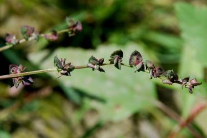 Fotografia da espécie Atriplex prostrata