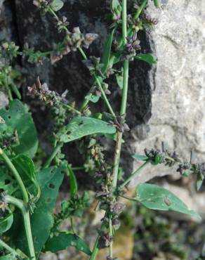 Fotografia 11 da espécie Atriplex prostrata no Jardim Botânico UTAD