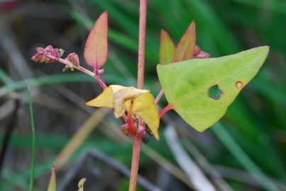 Fotografia da espécie Atriplex prostrata