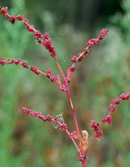 Atriplex prostrata