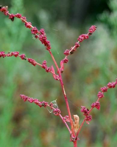 Fotografia de capa Atriplex prostrata - do Jardim Botânico