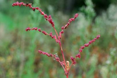 Fotografia da espécie Atriplex prostrata