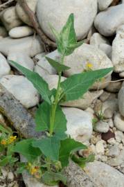 Fotografia da espécie Atriplex prostrata