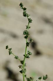 Fotografia da espécie Atriplex prostrata