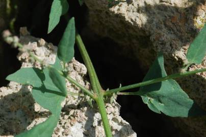 Fotografia da espécie Atriplex prostrata