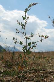 Fotografia da espécie Atriplex prostrata