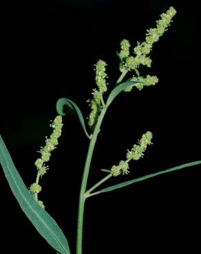 Fotografia 9 da espécie Atriplex patula no Jardim Botânico UTAD