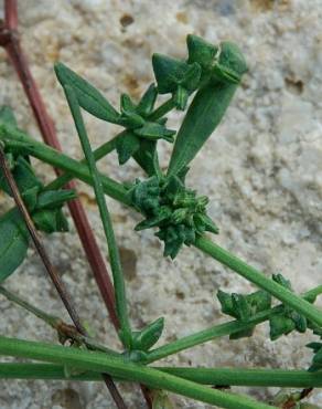 Fotografia 11 da espécie Atriplex patula no Jardim Botânico UTAD