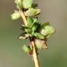 Fotografia 12 da espécie Atriplex patula do Jardim Botânico UTAD