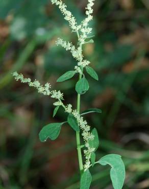 Fotografia 14 da espécie Atriplex patula no Jardim Botânico UTAD