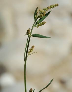 Fotografia 15 da espécie Atriplex patula no Jardim Botânico UTAD