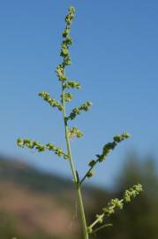 Fotografia da espécie Atriplex patula