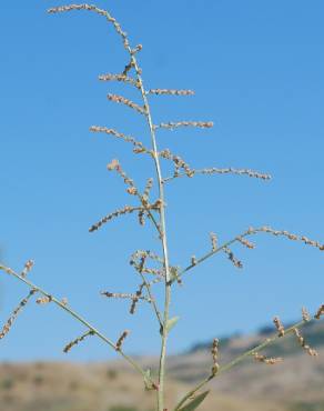 Fotografia 18 da espécie Atriplex patula no Jardim Botânico UTAD