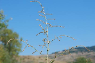 Fotografia da espécie Atriplex patula