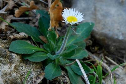 Fotografia da espécie Bellis sylvestris