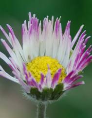 Bellis sylvestris