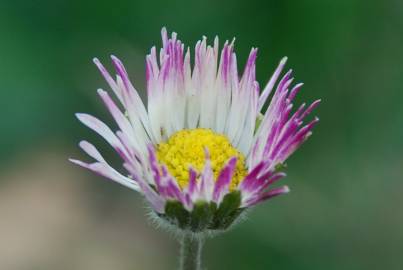 Fotografia da espécie Bellis sylvestris