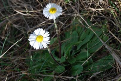 Fotografia da espécie Bellis sylvestris