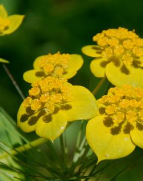 Fotografia 5 da espécie Bupleurum lancifolium no Jardim Botânico UTAD