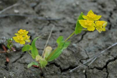 Fotografia da espécie Bupleurum lancifolium