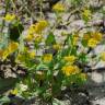 Fotografia 8 da espécie Bupleurum lancifolium do Jardim Botânico UTAD