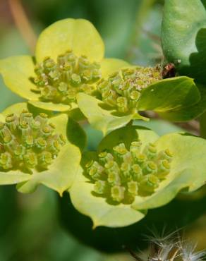 Fotografia 9 da espécie Bupleurum lancifolium no Jardim Botânico UTAD