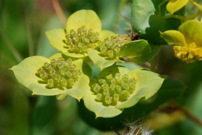 Fotografia da espécie Bupleurum lancifolium