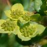 Fotografia 9 da espécie Bupleurum lancifolium do Jardim Botânico UTAD