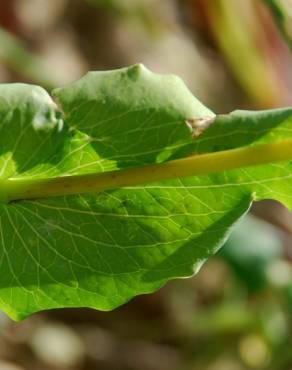 Fotografia 11 da espécie Bupleurum lancifolium no Jardim Botânico UTAD