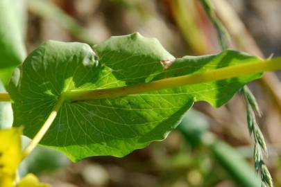 Fotografia da espécie Bupleurum lancifolium