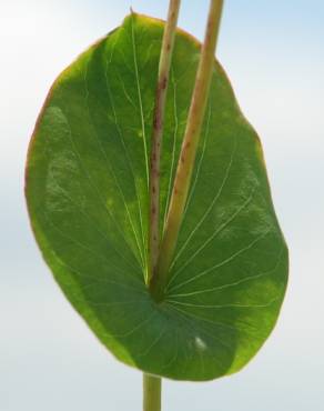 Fotografia 7 da espécie Bupleurum rotundifolium no Jardim Botânico UTAD