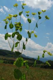 Fotografia da espécie Bupleurum rotundifolium