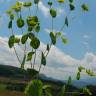 Fotografia 8 da espécie Bupleurum rotundifolium do Jardim Botânico UTAD