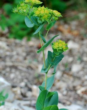 Fotografia 11 da espécie Bupleurum rotundifolium no Jardim Botânico UTAD