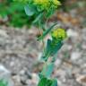 Fotografia 11 da espécie Bupleurum rotundifolium do Jardim Botânico UTAD