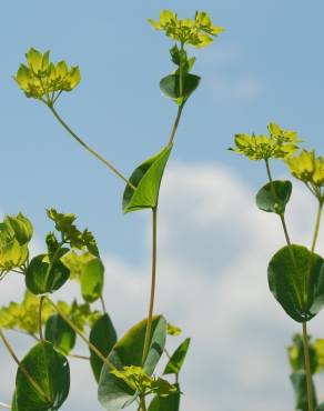 Fotografia 12 da espécie Bupleurum rotundifolium no Jardim Botânico UTAD