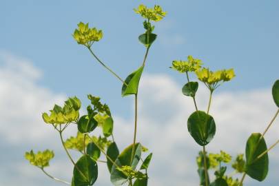 Fotografia da espécie Bupleurum rotundifolium