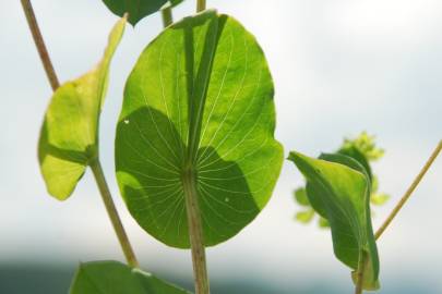 Fotografia da espécie Bupleurum rotundifolium