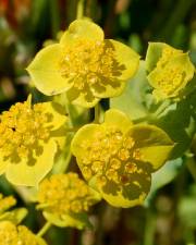 Fotografia da espécie Bupleurum lancifolium