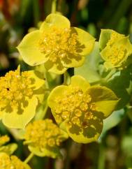 Bupleurum lancifolium