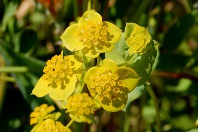 Fotografia da espécie Bupleurum lancifolium