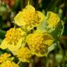 Fotografia 1 da espécie Bupleurum lancifolium do Jardim Botânico UTAD