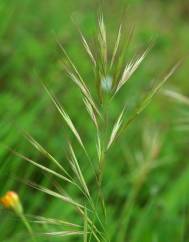 Bromus madritensis