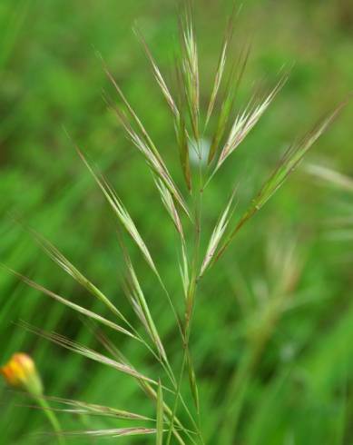 Fotografia de capa Bromus madritensis - do Jardim Botânico