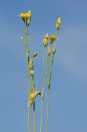 Fotografia da espécie Blackstonia perfoliata subesp. perfoliata