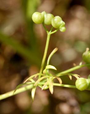 Fotografia 3 da espécie Bifora testiculata no Jardim Botânico UTAD