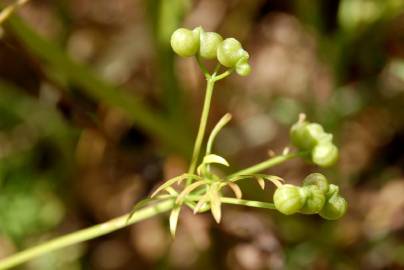 Fotografia da espécie Bifora testiculata