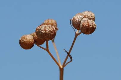 Fotografia da espécie Bifora testiculata