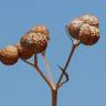 Fotografia 4 da espécie Bifora testiculata do Jardim Botânico UTAD