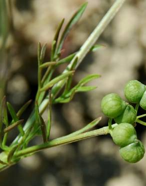 Fotografia 5 da espécie Bifora testiculata no Jardim Botânico UTAD